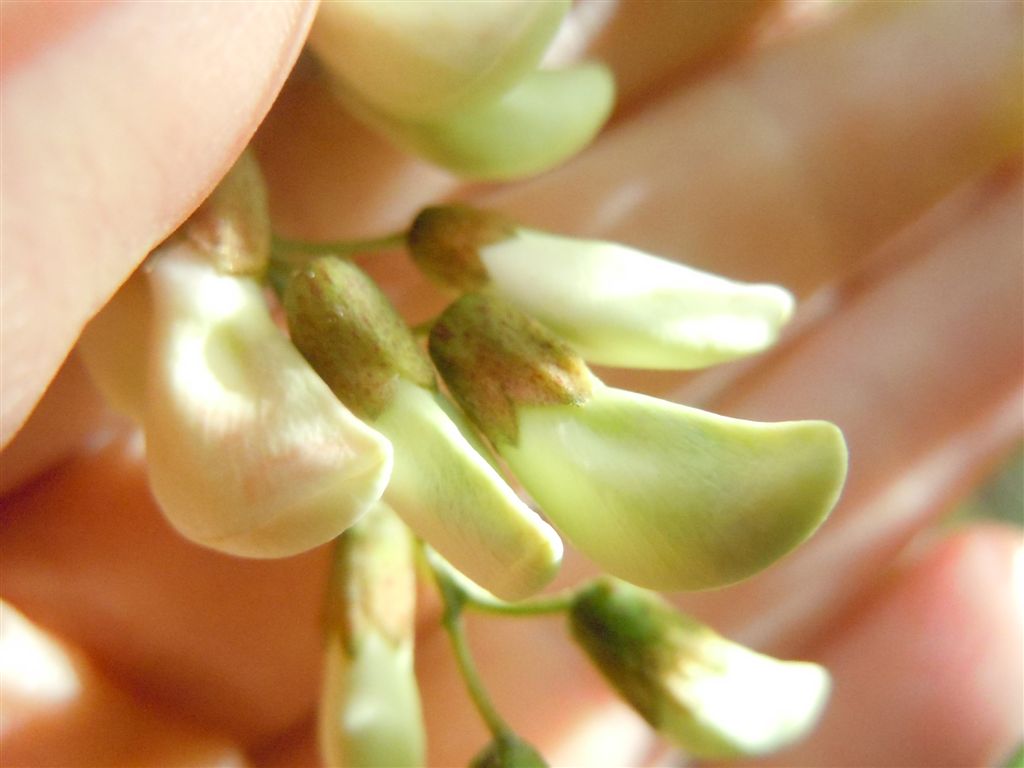 Che albero ? Robinia pseudoacacia L.